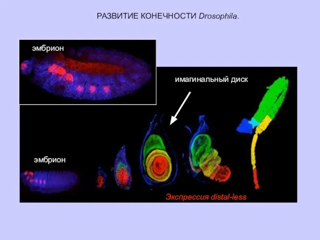 РАЗВИТИЕ КОНЕЧНОСТИ Drosophila. Экспрессия distal-less имагинальный диск эмбрион эмбрион