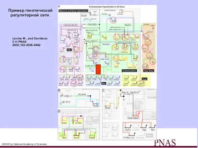 Пример генетической регуляторной сети. Levine M , and Davidson E H PNAS