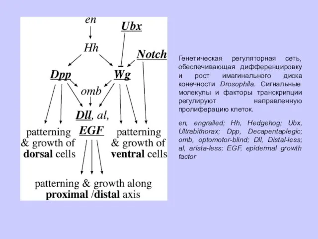 Генетическая регуляторная сеть, обеспечивающая дифференцировку и рост имагинального диска конечности Drosophila. Сигнальные