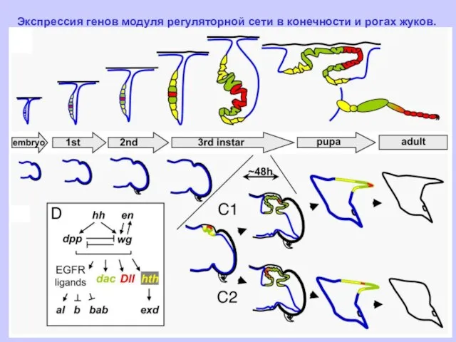 Экспрессия генов модуля регуляторной сети в конечности и рогах жуков.