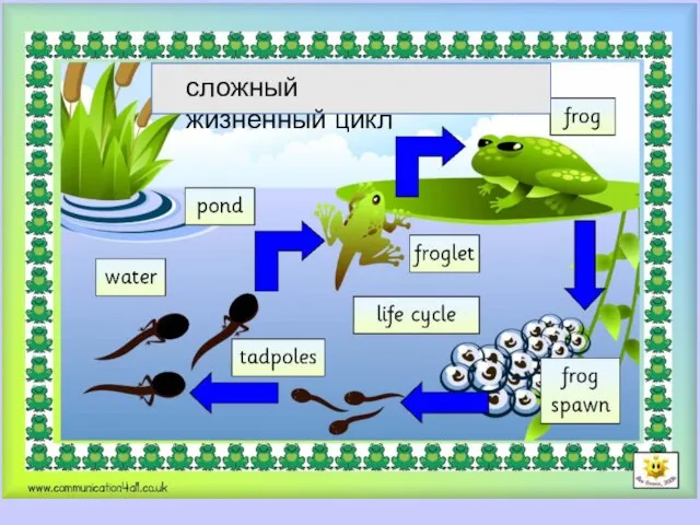 сложный жизненный цикл