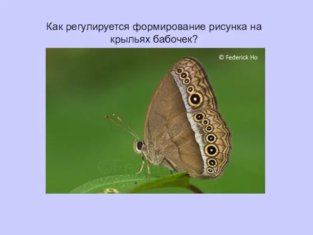Как регулируется формирование рисунка на крыльях бабочек?