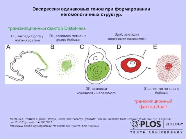 Экспрессия одинаковых генов при формировании негомологичных структур. Monteiro A, Podlaha O (2009)