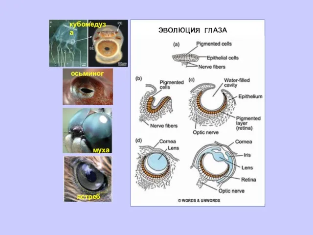ЭВОЛЮЦИЯ ГЛАЗА кубомедуза осьминог муха ястреб