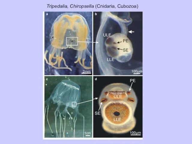 Tripedalia, Chiropsella (Cnidaria, Cubozoa)