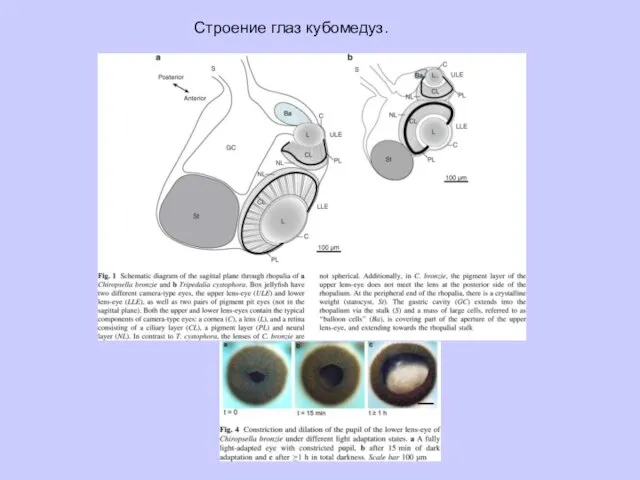 Строение глаз кубомедуз.