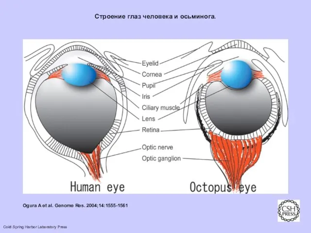 Строение глаз человека и осьминога. Ogura A et al. Genome Res. 2004;14:1555-1561