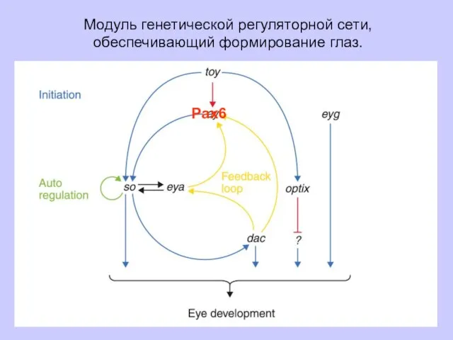 Модуль генетической регуляторной сети, обеспечивающий формирование глаз. Pax6