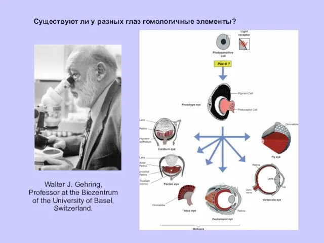 Walter J. Gehring, Professor at the Biozentrum of the University of Basel,