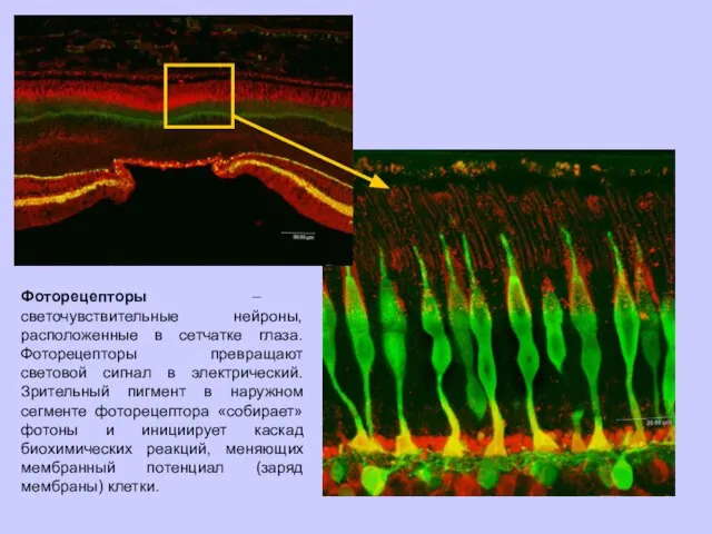 Фоторецепторы – светочувствительные нейроны, расположенные в сетчатке глаза. Фоторецепторы превращают световой сигнал