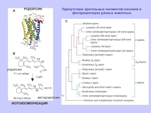 ФОТОИЗОМЕРИЗАЦИЯ РОДОПСИН родопсин метародопсин Присутствие зрительных пигментов-опсинов в фоторецепторах разных животных