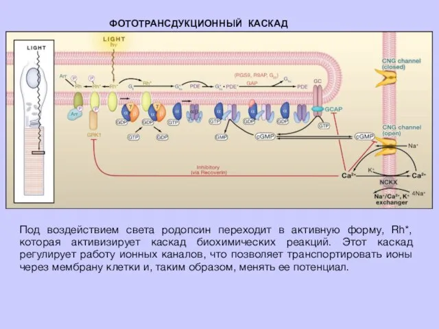 Под воздействием света родопсин переходит в активную форму, Rh*, которая активизирует каскад