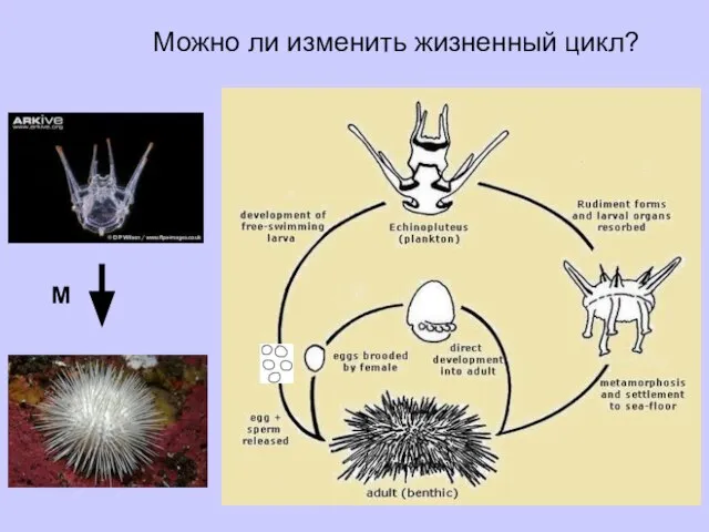 Можно ли изменить жизненный цикл? М