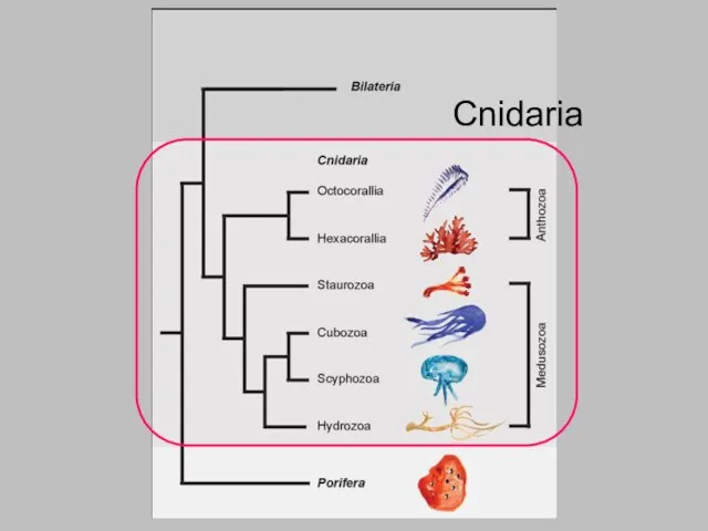 Cnidaria