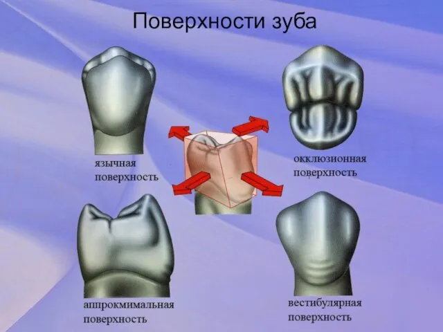 Поверхности зуба