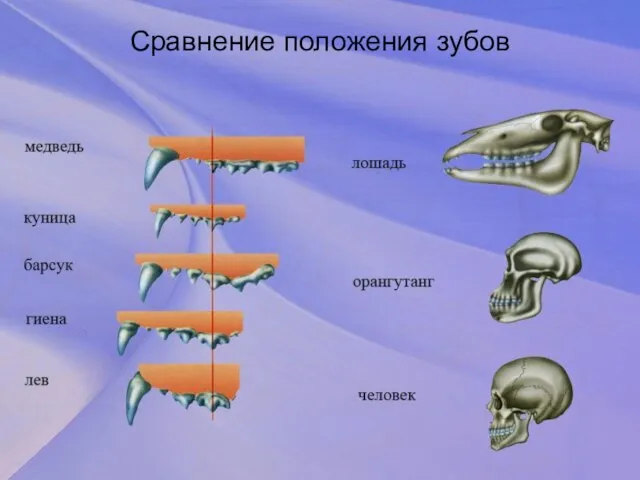 Сравнение положения зубов