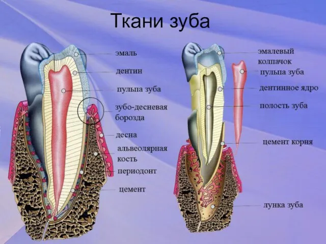 Ткани зуба