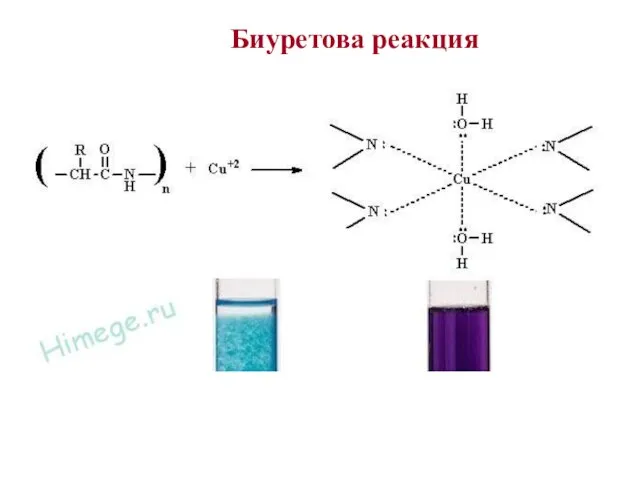 Биуретова реакция