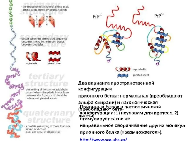 Два варианта пространственной конфигурации прионного белка: нормальная (преобладают альфа-спирали) и патологическая (преобладают