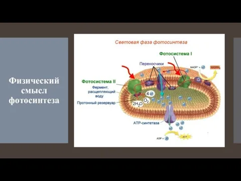 Физический смысл фотосинтеза