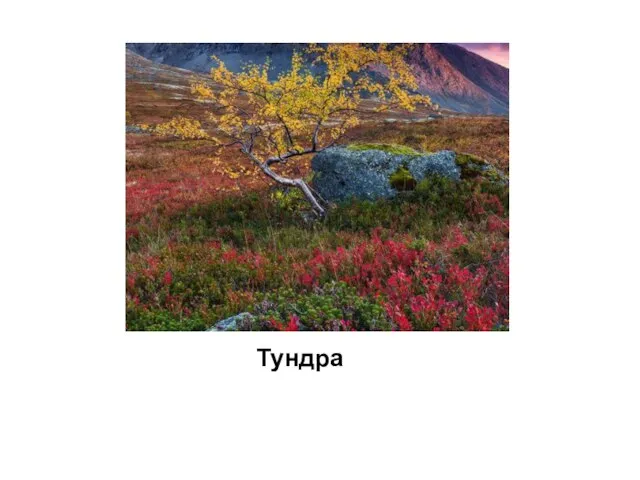 Тундра