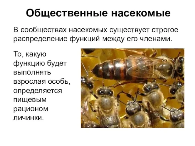 Общественные насекомые То, какую функцию будет выполнять взрослая особь, определяется пищевым рационом
