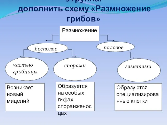 3 группа: дополнить схему «Размножение грибов» гаметами Образуются специализированные клетки Образуется на