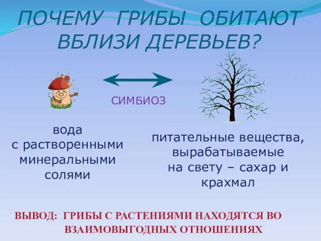 вода с растворенными минеральными солями питательные вещества, вырабатываемые на свету – сахар