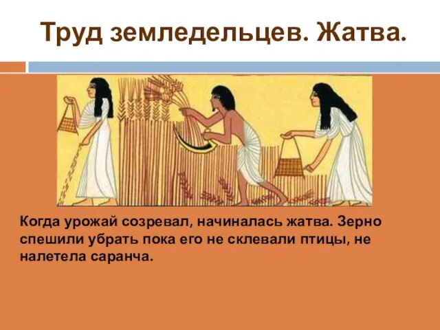 Труд земледельцев. Жатва. Когда урожай созревал, начиналась жатва. Зерно спешили убрать пока