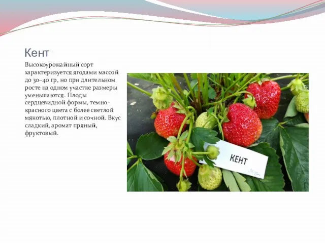 Кент Высокоурожайный сорт характеризуется ягодами массой до 30–40 гр, но при длительном