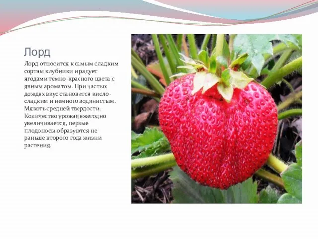 Лорд Лорд относится к самым сладким сортам клубники и радует ягодами темно-красного