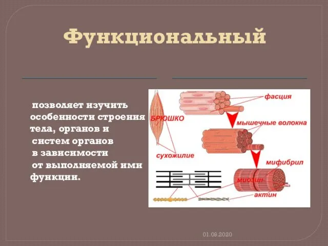 Функциональный позволяет изучить особенности строения тела, органов и систем органов в зависимости