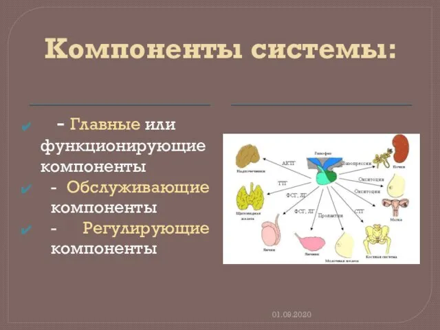 Компоненты системы: - Главные или функционирующие компоненты - Обслуживающие компоненты - Регулирующие компоненты 01.09.2020