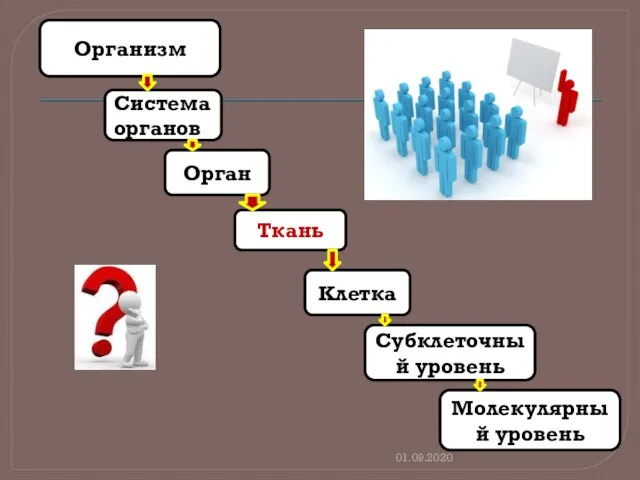 01.09.2020 Организм Система органов Орган Ткань Клетка Субклеточный уровень Молекулярный уровень