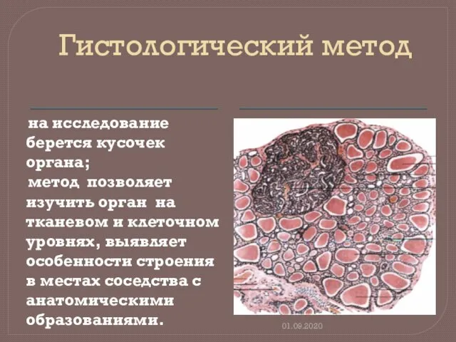 Гистологический метод на исследование берется кусочек органа; метод позволяет изучить орган на