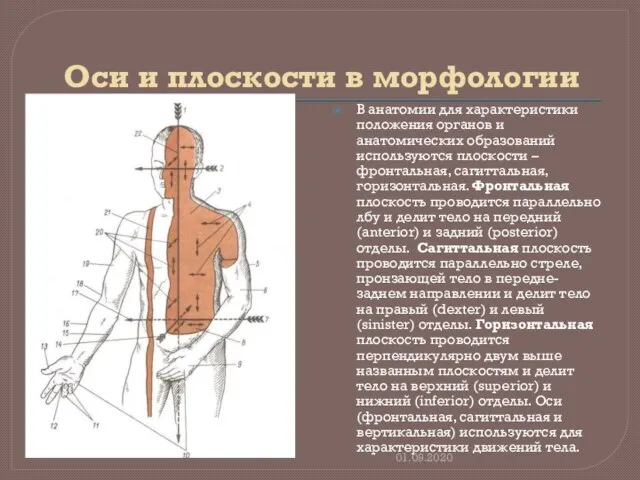 Оси и плоскости в морфологии В анатомии для характеристики положения органов и