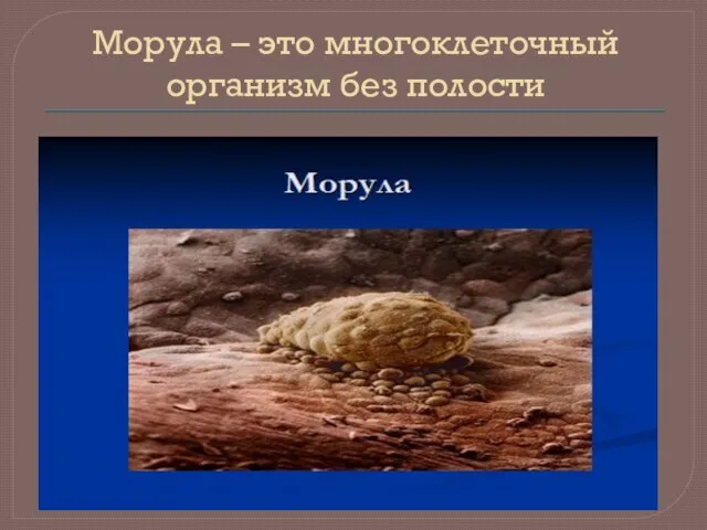 Морула – это многоклеточный организм без полости 01.09.2020