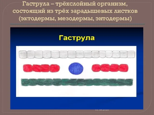 Гаструла – трёхслойный организм, состоящий из трёх зарадышевых листков (эктодермы, мезодермы, энтодермы) 01.09.2020