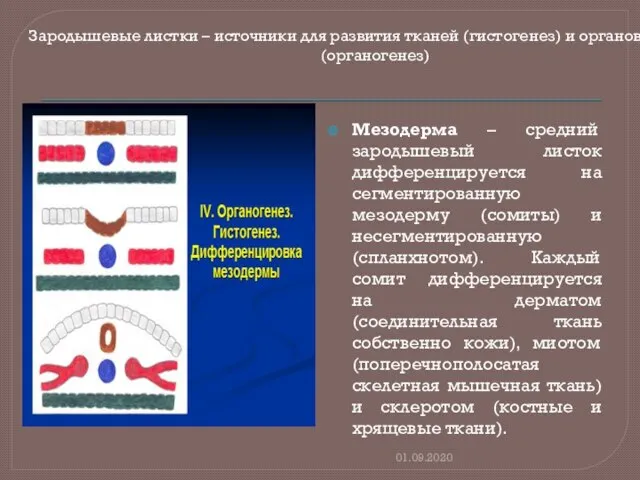 Мезодерма – средний зародышевый листок дифференцируется на сегментированную мезодерму (сомиты) и несегментированную