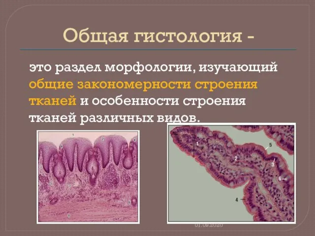 Общая гистология - это раздел морфологии, изучающий общие закономерности строения тканей и