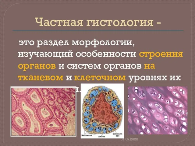 Частная гистология - это раздел морфологии, изучающий особенности строения органов и систем