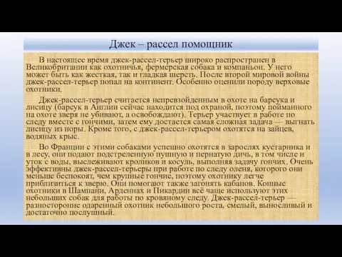 Джек – рассел помощник В настоящее время джек-рассел-терьер широко распространен в Великобритании