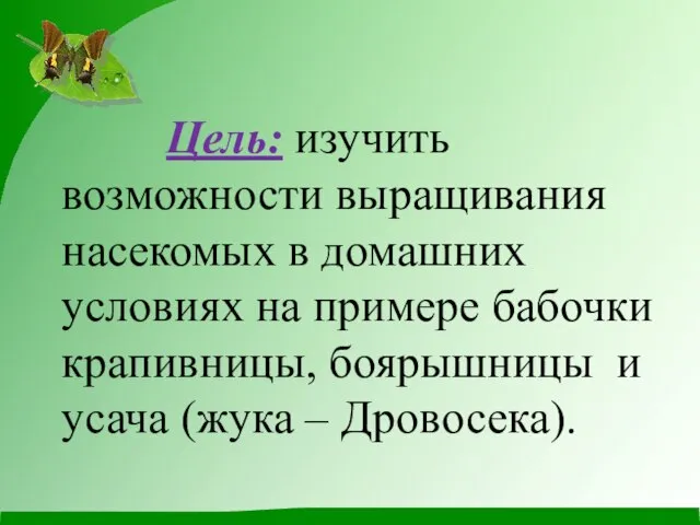 Цель: изучить возможности выращивания насекомых в домашних условиях на примере бабочки крапивницы,