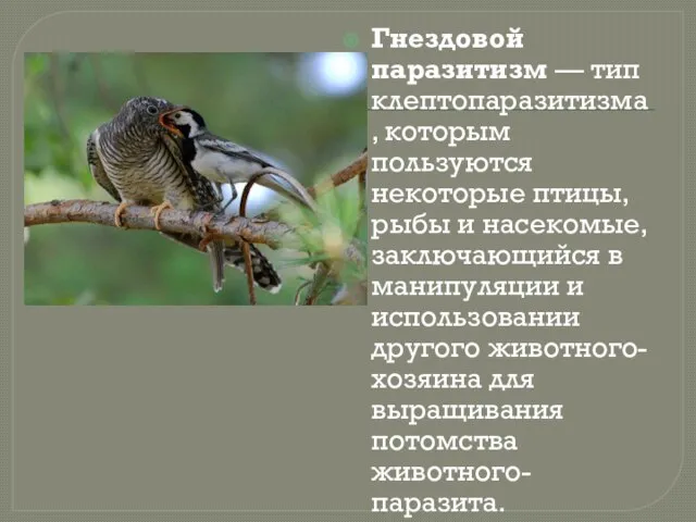 Гнездовой паразитизм — тип клептопаразитизма, которым пользуются некоторые птицы, рыбы и насекомые,