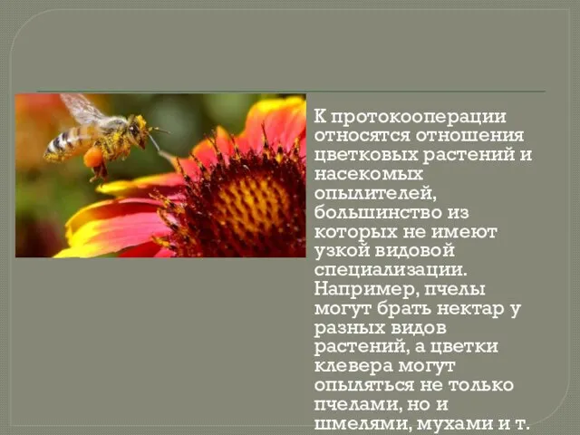 К протокооперации относятся отношения цветковых растений и насекомых опылителей, большинство из которых