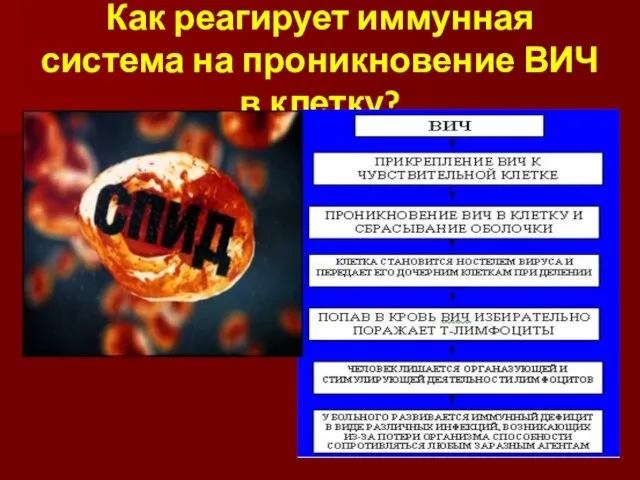 Как реагирует иммунная система на проникновение ВИЧ в клетку?