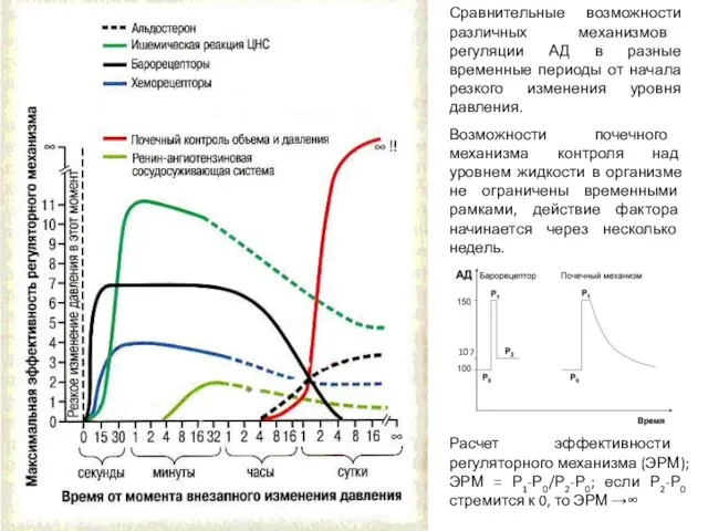 Сравнительные возможности различных механизмов регуляции АД в разные временные периоды от начала