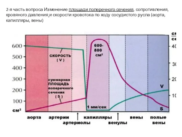 2-я часть вопроса Изменение площади поперечного сечения, сопротивления, кровяного давления и скорости