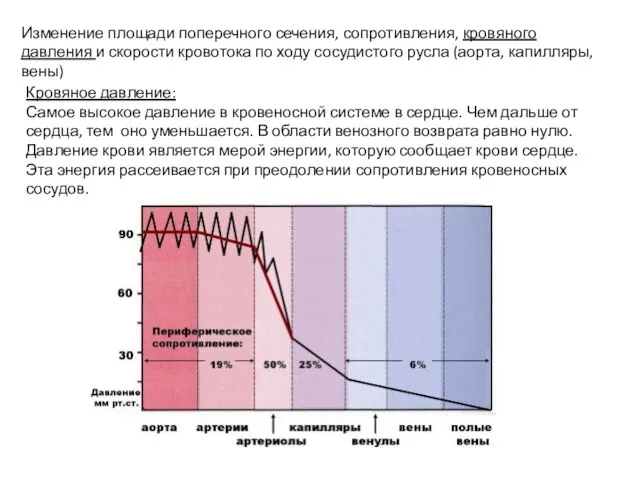 Изменение площади поперечного сечения, сопротивления, кровяного давления и скорости кровотока по ходу