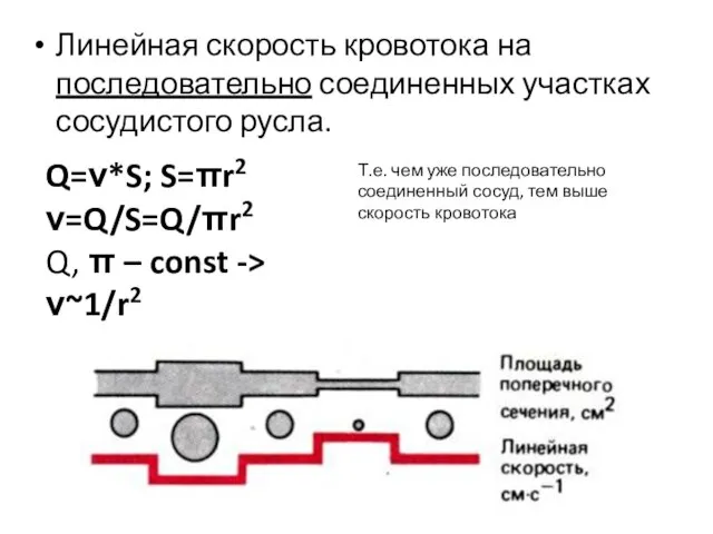 Линейная скорость кровотока на последовательно соединенных участках сосудистого русла. Q=ν*S; S=πr2 ν=Q/S=Q/πr2